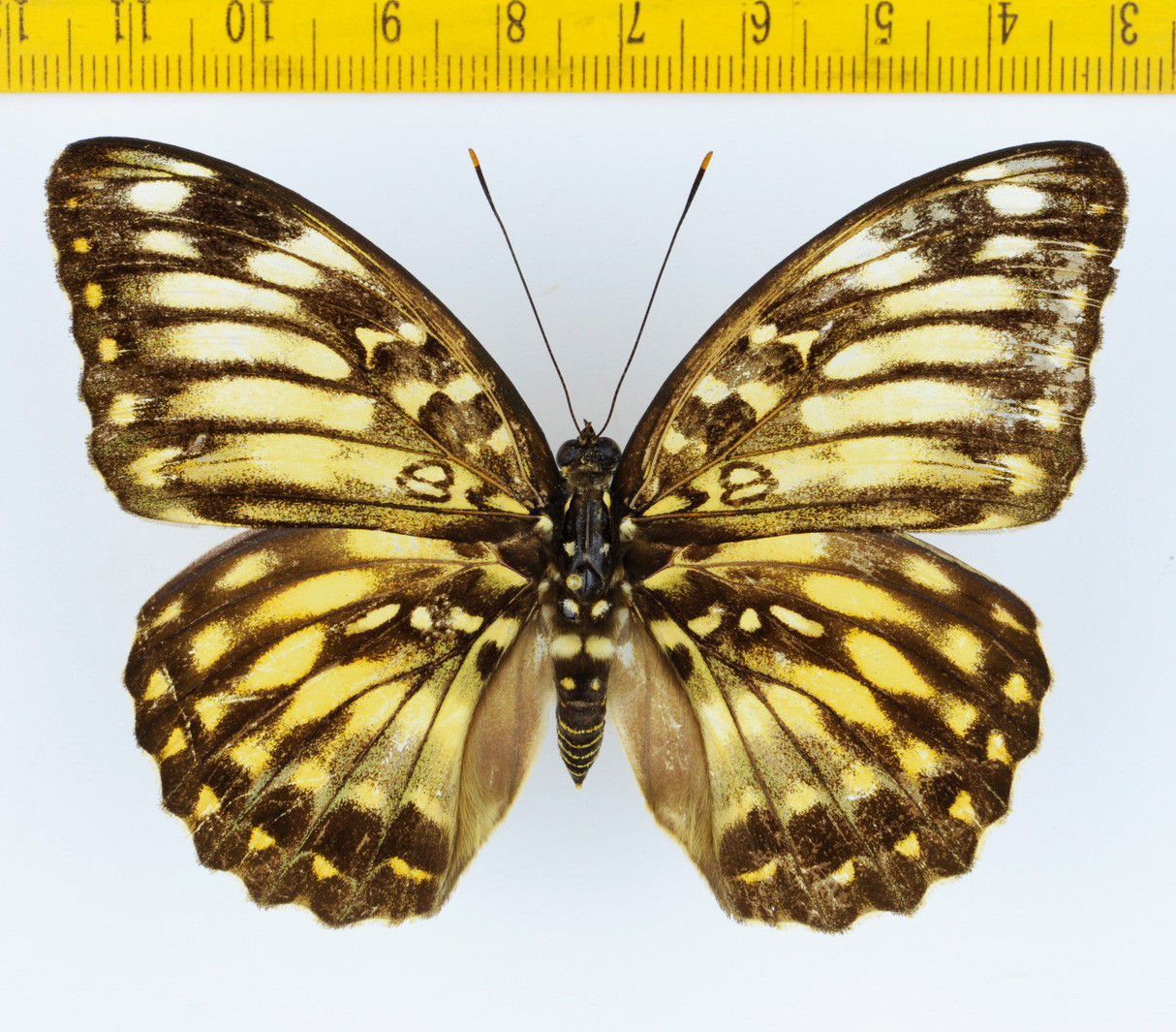 Lexias pardalis female (aberration thailand) (Internet Image property of respective owner, non-commercial use only)